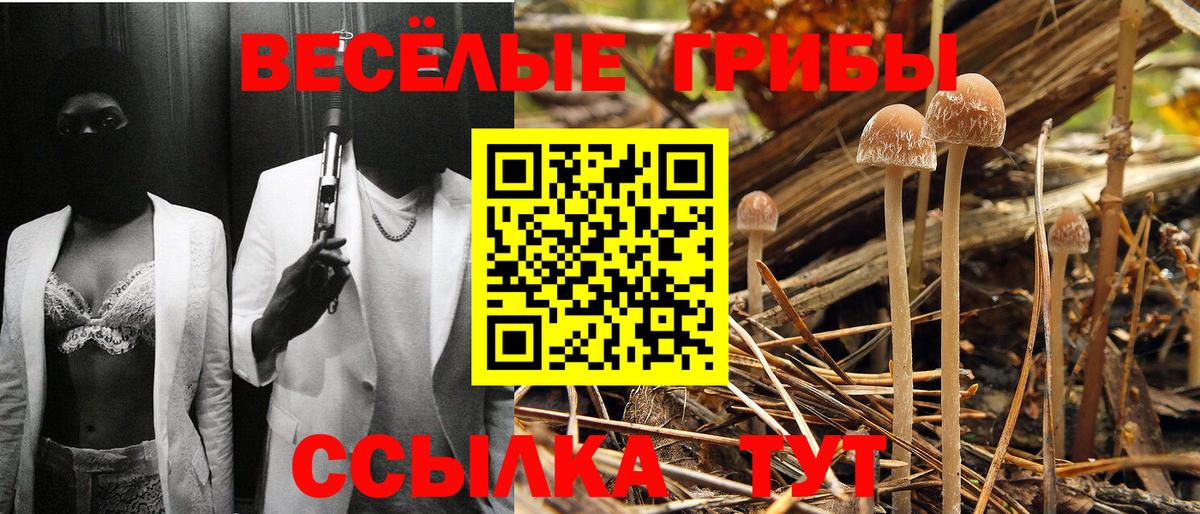 Орёл  Псилоцибиновые грибы Psilocybine cubensis  Вход с VPN 